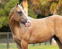 performance-quarter-horse