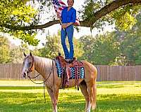 ridden-english-quarter-horse