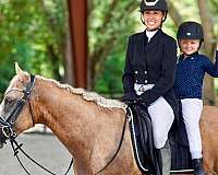 ridden-western-quarter-horse