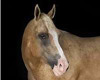 show-quarter-horse