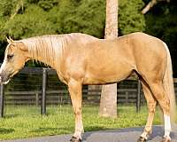 show-hack-quarter-horse