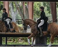 trail-quarter-horse