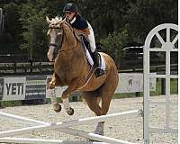 trail-riding-quarter-horse