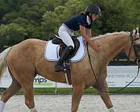 palomino-all-around-horse
