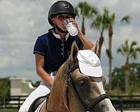 palomino-quarter-horse-gelding