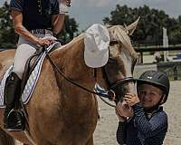 palomino-athletic-horse