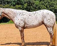 athletic-poa-horse