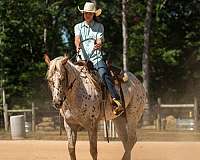 jumping-poa-horse