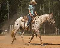 ranch-poa-horse