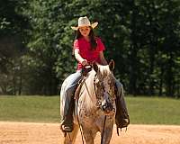 ridden-english-poa-horse