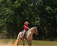 ridden-western-poa-horse