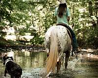 show-poa-horse