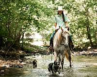 trail-poa-horse