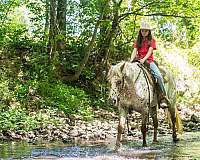 trail-riding-poa-horse
