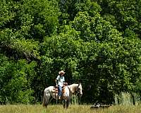 working-cattle-poa-horse