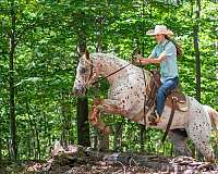 chestnut-poa-mare