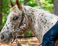 chestnut-all-around-horse