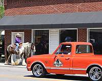 athletic-gypsy-vanner-horse