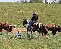 beginner-gypsy-vanner-horse