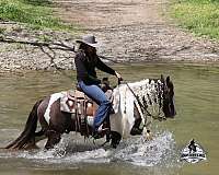 driving-gypsy-vanner-horse