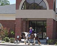 flashy-gypsy-vanner-horse