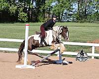kid-safe-gypsy-vanner-horse