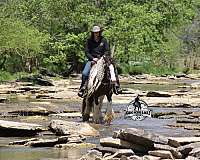 ranch-gypsy-vanner-horse
