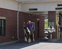 ranch-work-gypsy-vanner-horse