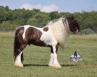 rodeo-gypsy-vanner-horse