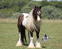 ridden-western-gypsy-vanner-horse