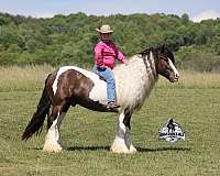 roping-gypsy-vanner-horse