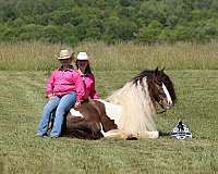 show-gypsy-vanner-horse