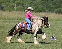 trail-gypsy-vanner-horse