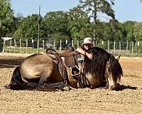 athletic-gypsy-vanner-horse