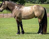 beginner-gypsy-vanner-horse