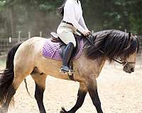 cross-gypsy-vanner-horse