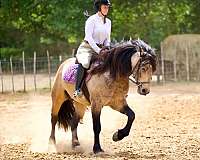 flashy-gypsy-vanner-horse