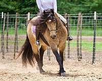 kid-safe-gypsy-vanner-horse