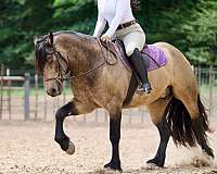 ranch-gypsy-vanner-horse