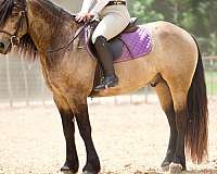 ranch-work-gypsy-vanner-horse