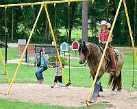 show-gypsy-vanner-horse