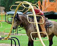 show-hack-gypsy-vanner-horse