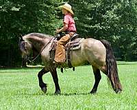 trail-gypsy-vanner-horse