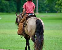 working-cattle-gypsy-vanner-horse