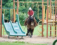 youth-gypsy-vanner-horse
