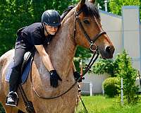 athletic-belgian-horse
