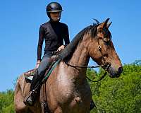 beginner-belgian-horse