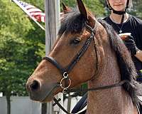 cross-belgian-horse