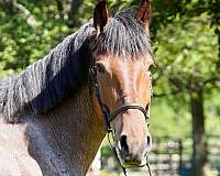 draft-belgian-horse