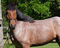 flashy-belgian-horse